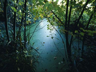 PARC DU CHÂTEAU DE LA GRANGE AUX CHAMPS