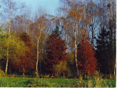 JARDIN DU CLOS DE SAINT SATURNIN