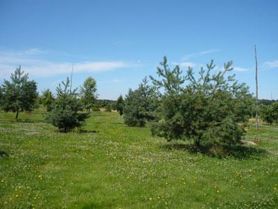 ARBORETUM DE LA PETITE LOITERIE