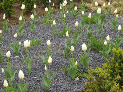 LES JARDINS DU COLYSÉE