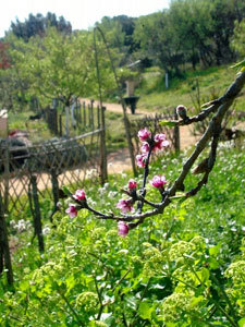 Jardin Antique Méditerranéen