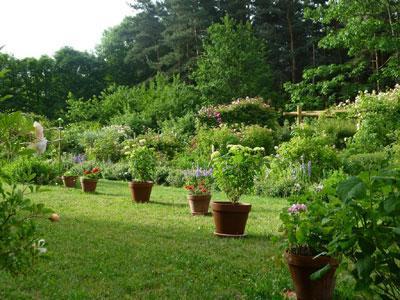 JARDIN DE ROSES ET VIVACES