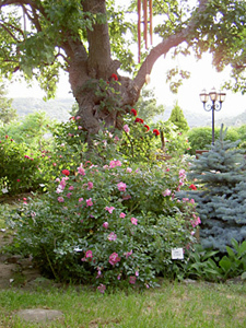 JARDIN DE L'ABBAYE DE VALSAINTES