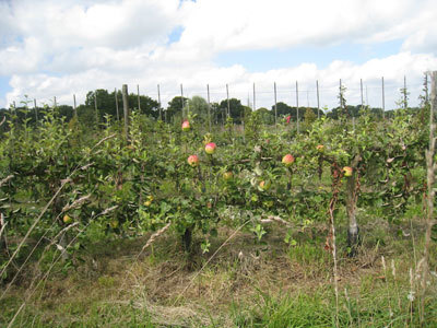 Le Jardin des Merlettes