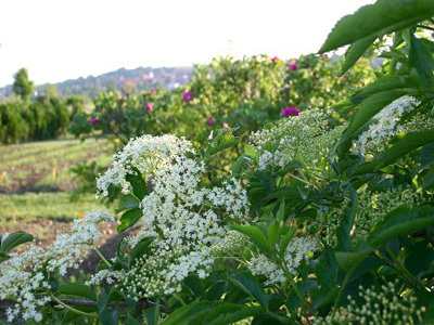 JARDIN EXPÉRIMENTAL GALLO ROMAIN DU GURTELBACH