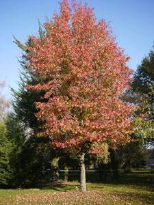 Parc du château de La Montchevalleraie