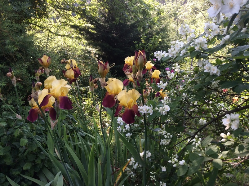 JARDINS DU CHATEAU DU PIN