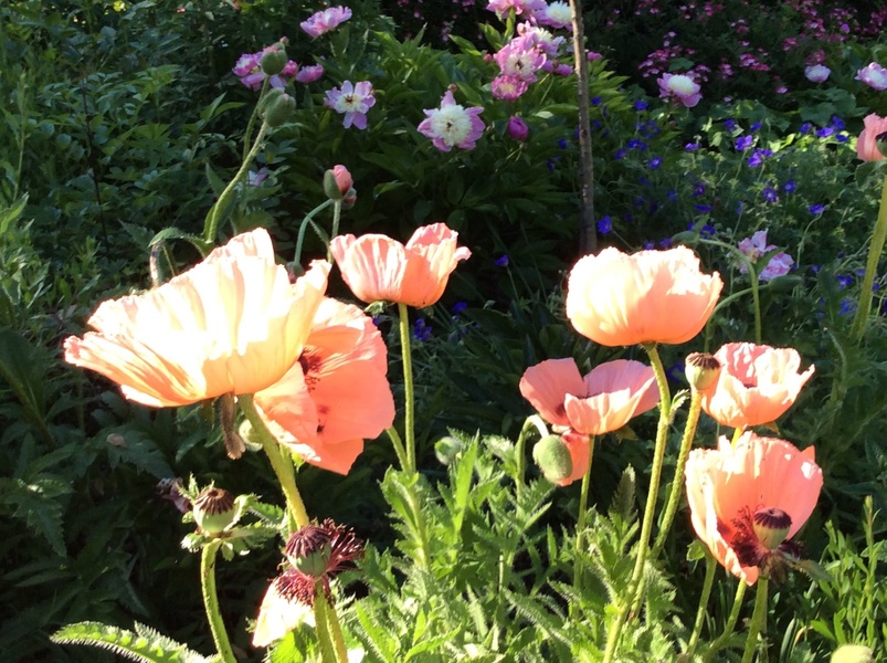 LES JARDINS DE QUERCY