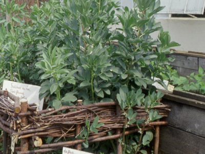 JARDIN CONSERVATOIRE DES FLEURS ET LÉGUMES DU PAYS D'AUGE