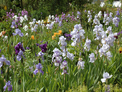 FONDATION CLAUDE MONET