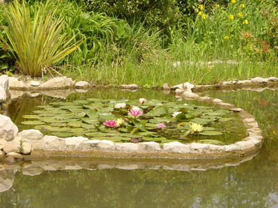 JARDIN AQUATIQUE « AUX FLEURS DE L'EAU »