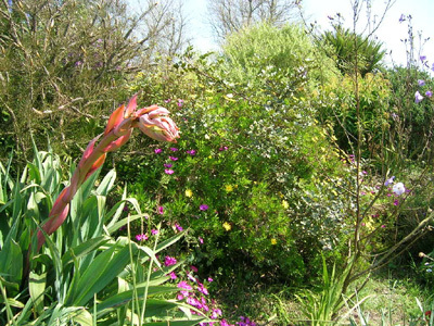 LES CORDYLINES