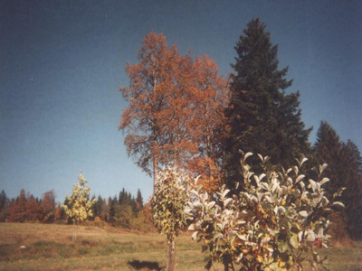 ARBORETUM DU LAVOT