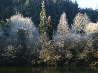 ARBORETUM DE LA MARTINIÈRE