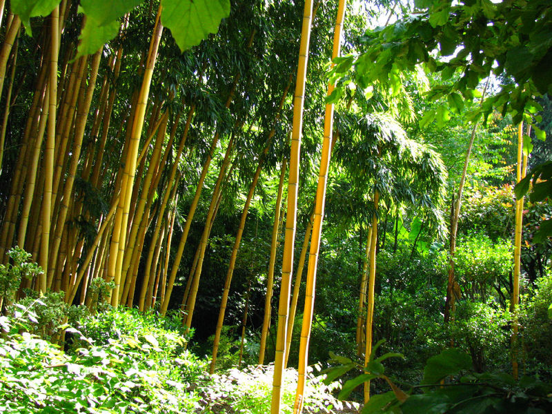 JARDIN LES BAMBOUS DE PLANBUISSON