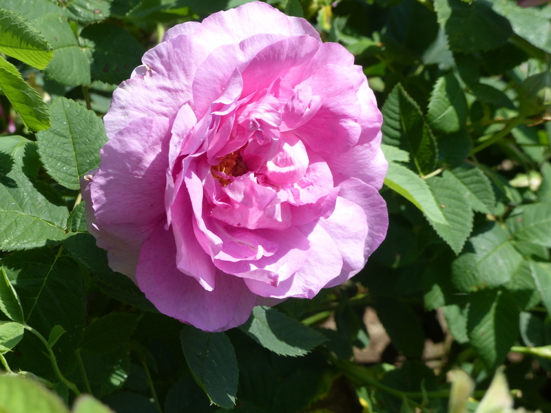 Jardins du manoir de La Boisnerie