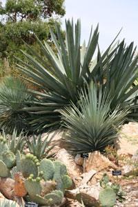 JARDIN BOTANIQUE DE NICE