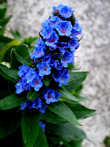 JARDIN EXOTIQUE ET BOTANIQUE DE ROSCOFF