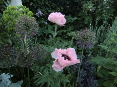 JARDIN « ENTRE CHARMILLES ET BUIS »