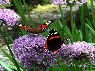 Le Jardin du Séquoia