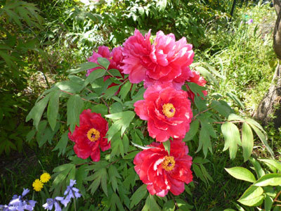 Le Jardin de l'Henry