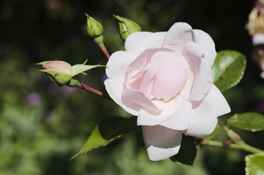 JARDIN DU MUSÉE DÉPARTEMENTAL STÉPHANE MALLARMÉ