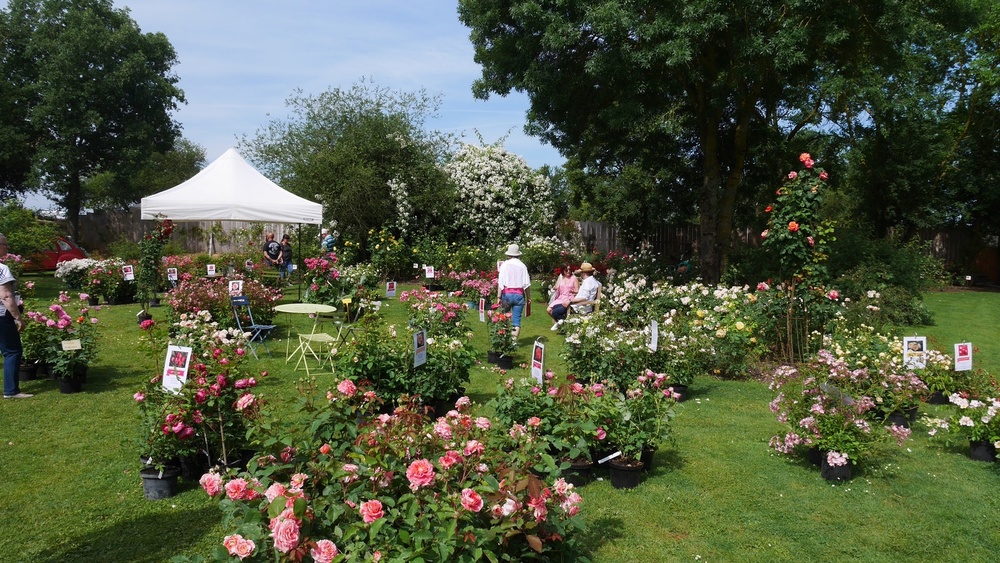 LES CHEMINS DE LA ROSE