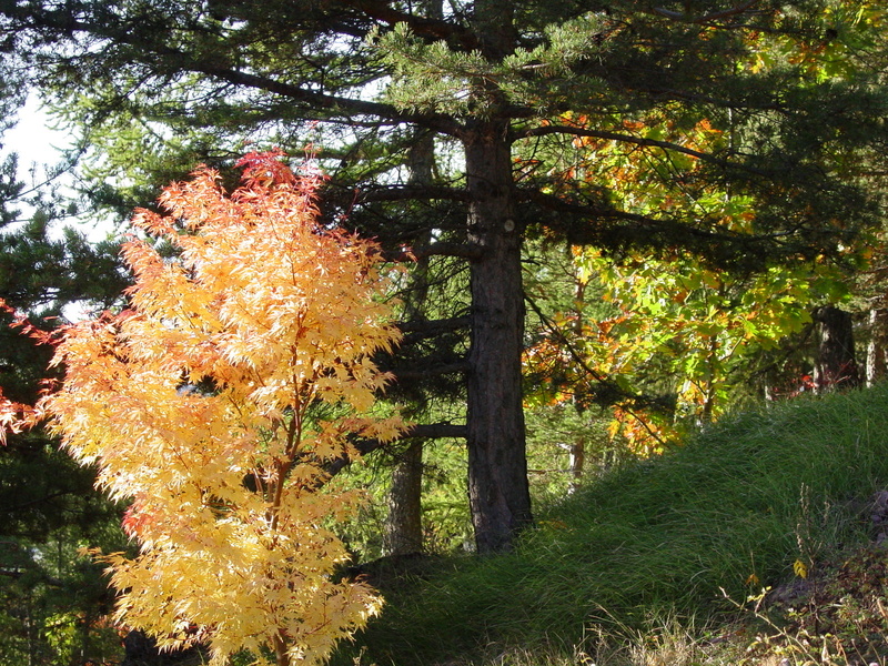 ASSOCIATION ARBORETUM MARCEL KROENLEIN