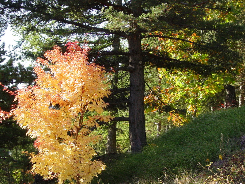 ASSOCIATION ARBORETUM MARCEL KROENLEIN