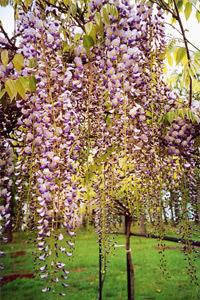 JARDIN D'EDEN DU CHÂTEAU DU COLOMBIER