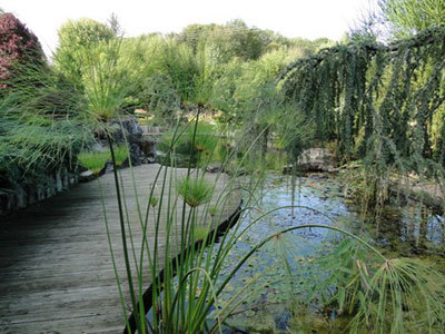 Jardin Aquatique Acorus