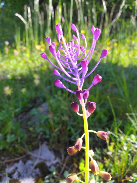 Jardin botanique alpin de la Jaÿsinia