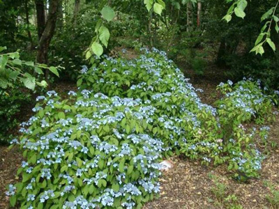 SHAMROCK COLLECTION NATIONALE D'HYDRANGEA (CCVS)