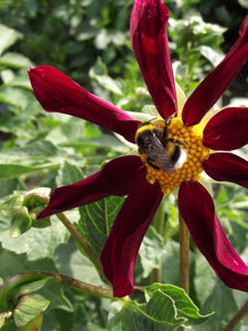 Le Jardin des Rigonneries