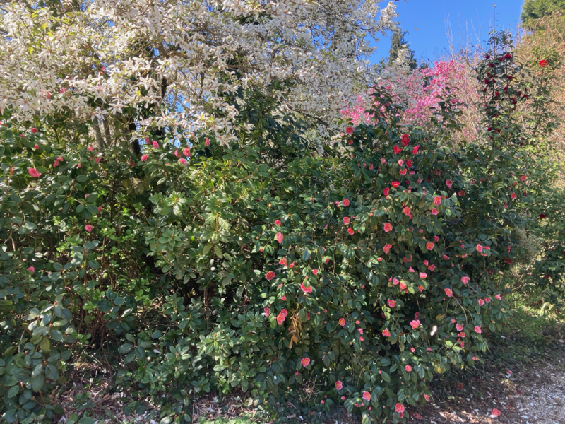 LE CLOS de CHANCHORE- Jardin Botanique