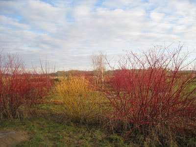 Le Jardin des Merlettes