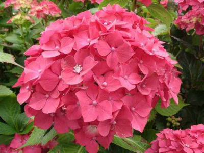 SHAMROCK COLLECTION NATIONALE D'HYDRANGEA (CCVS)