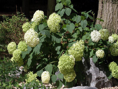 Le Jardin du Séquoia