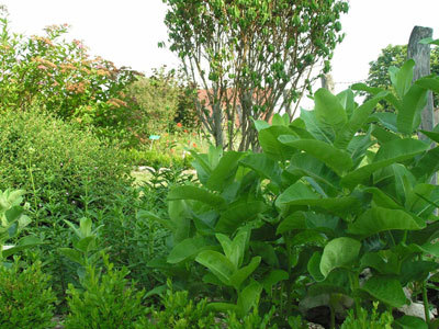 JARDIN BOTANIQUE TEXTILE