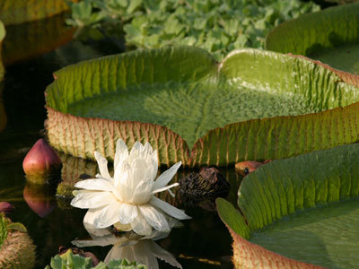 Jardin botanique Val Rahmeh-Menton