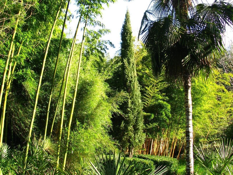 JARDIN LES BAMBOUS DE PLANBUISSON