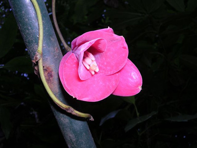 JARDIN EXOTIQUE DU KESTELLIC