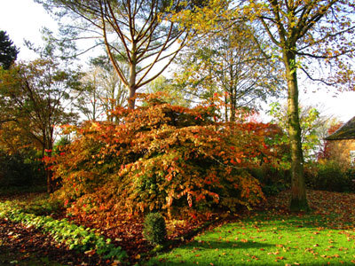 JARDIN DU MESNIL ET PARC BOTANIQUE DE BRAY