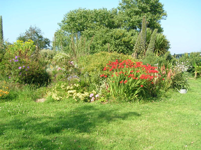 LES CORDYLINES