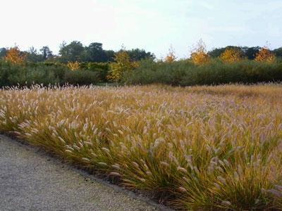 LE JARDIN DES ARBRES