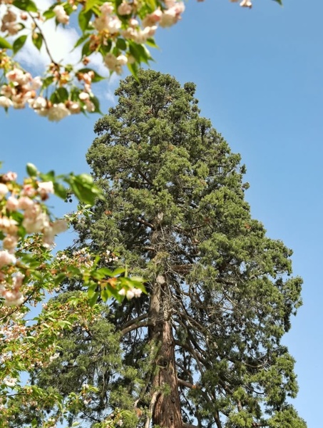 Les Jardins et arboretum du domaine de Poulaines