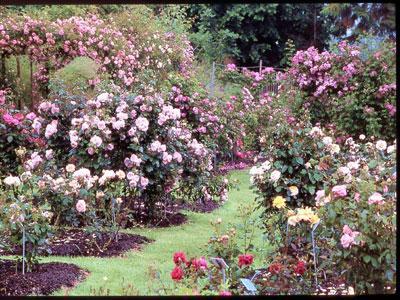 Roses de Normandie