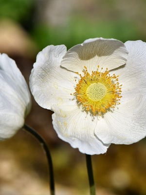 Séjours découvertes jardin et paysage 2019 à Lanrivain