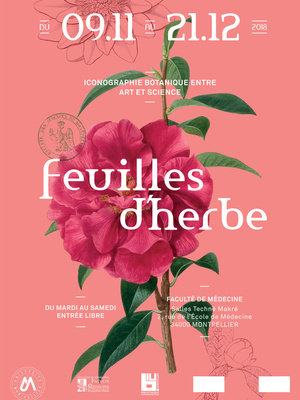 Feuille d'herbe, iconographie botanique entre art et science