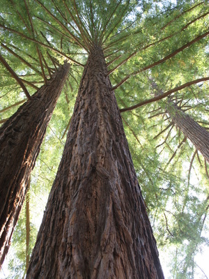 Les Journées de l'Arbre